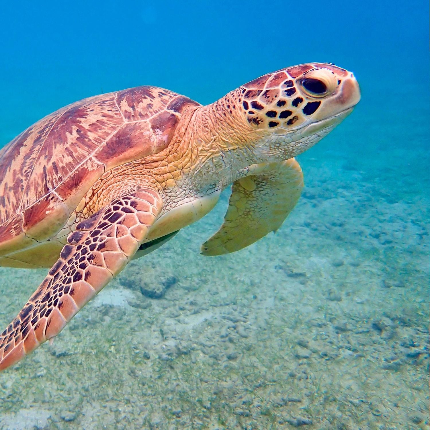 Sea Turtle